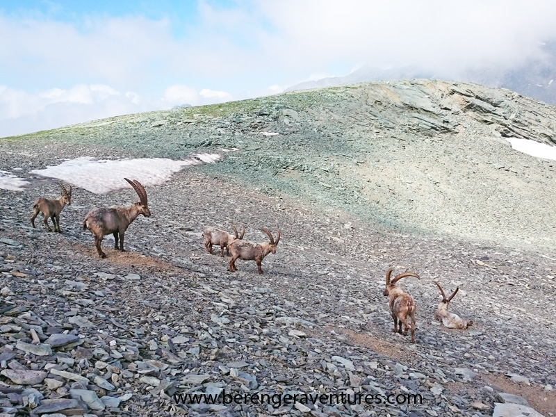 /img/uploads/2016-03/rando_bouquetins_polini.jpg