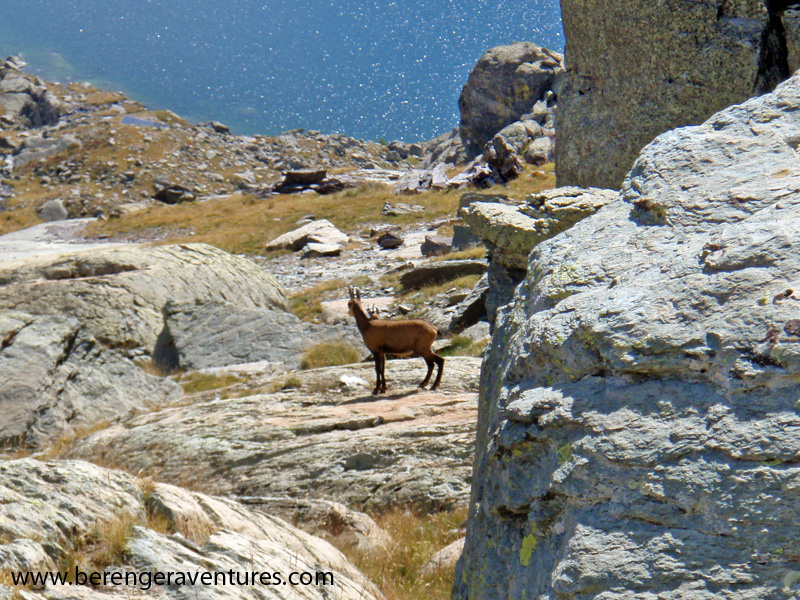 /img/uploads/2016-03/randonnee_chamois_merveilles.jpg